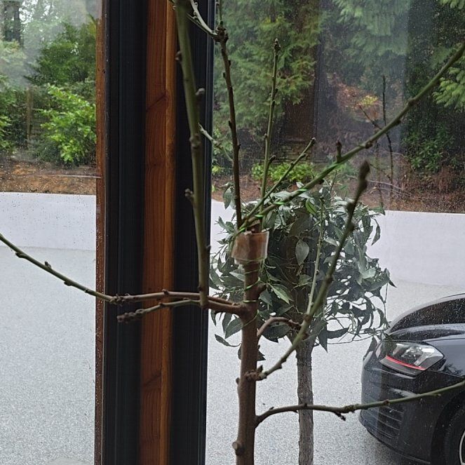 Photo of the plant species Nectared Nectarine by @ShinyWorm94 named Diana on Greg, the plant care app