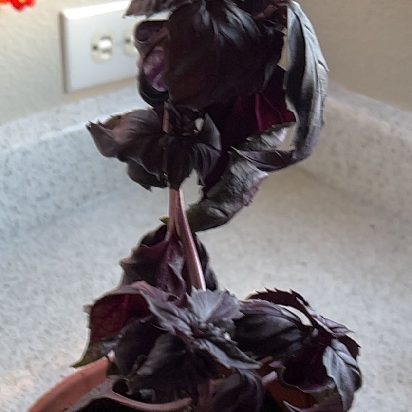 Photo of the plant species Purple Basil by @IdolRosilla62 named Gaga on Greg, the plant care app