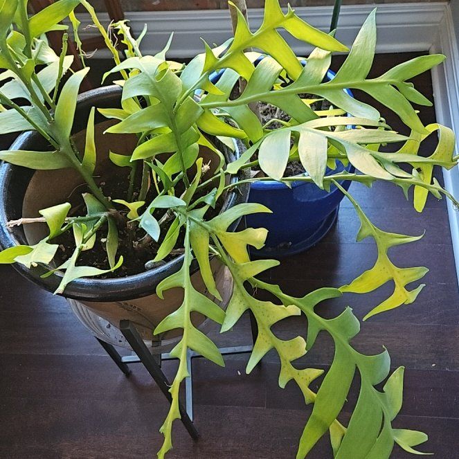 Photo of the plant species shark fin cactus by @AdeptSweetbox86 named da Vinci on Greg, the plant care app