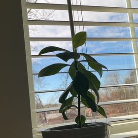 Photo of the plant species African Milk Bush by @TopSarcodes98 named Bodhi on Greg, the plant care app
