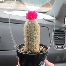 Photo of the plant species Espostoa mirabilis by @HipWildrice99 named lieli on Greg, the plant care app