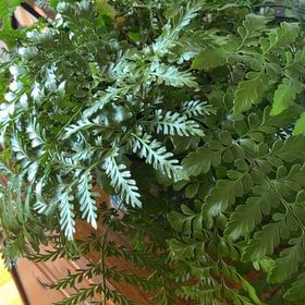 Photo of the plant species Austral Gem Fern by @SweetPalqui1 named Heathcliff on Greg, the plant care app
