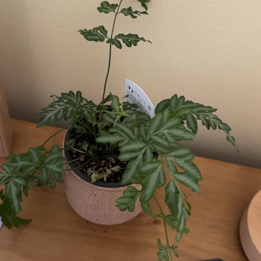 Photo of the plant species Silver Lace Fern by @SweetPalqui1 named Aristotle on Greg, the plant care app