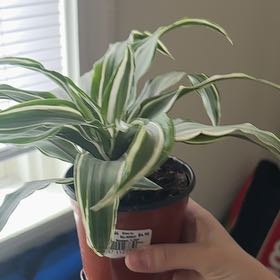 Photo of the plant species Warneckii Compacta by @VerdurousKanono named Oscar on Greg, the plant care app