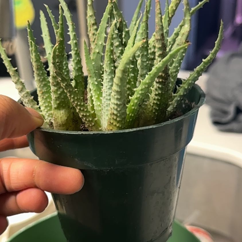 Photo of the plant species Hedgehog Aloe by @CrispStingray53 named Fernie Mac on Greg, the plant care app