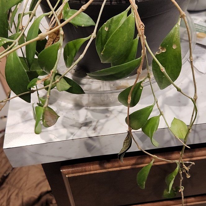 Photo of the plant species lipstick plant by @MaturePhalsa8 named Droops on Greg, the plant care app