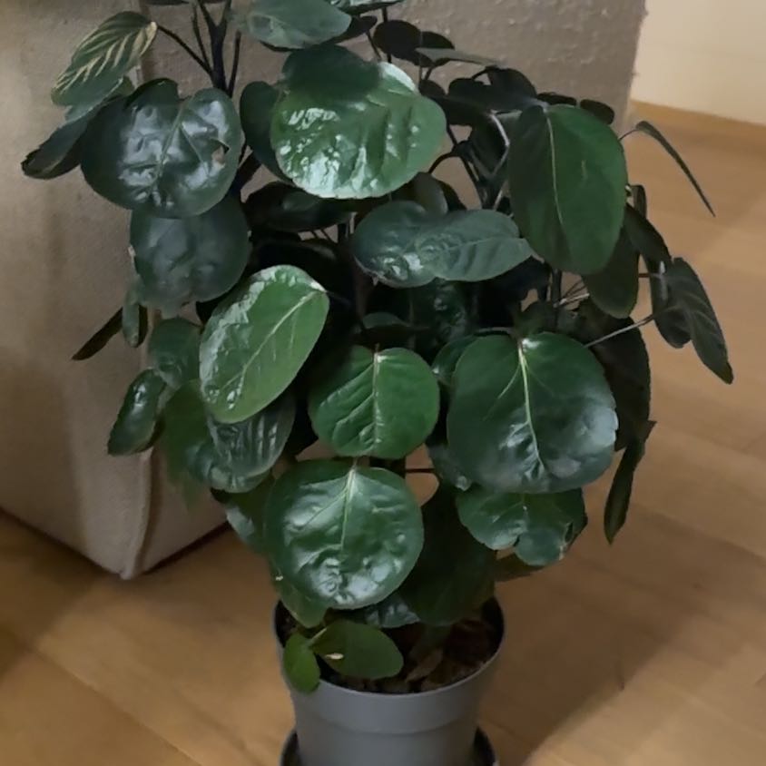 Photo of the plant species Shield Aralia by @ProWaxvine91 named Kardashian on Greg, the plant care app