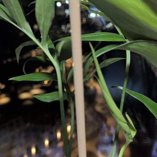 Photo of the plant species Monstera subpinnata by @Gr34tVine named Lucian on Greg, the plant care app