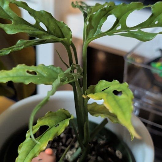 Photo of the plant species obliqua peru by @Gr34tVine named Cassian on Greg, the plant care app