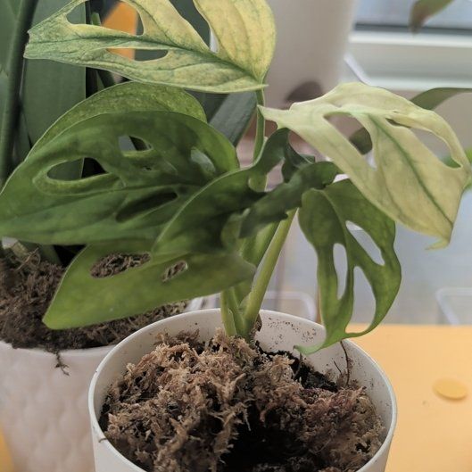 Photo of the plant species Archipelago Swiss Cheese Plant by @Gr34tVine named Axel (archipelago) on Greg, the plant care app