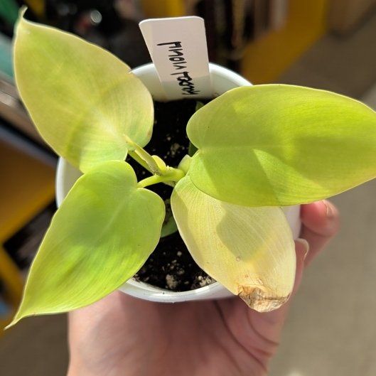 Photo of the plant species Philodendron 'Golden Violin' by @Gr34tVine named Aurelia on Greg, the plant care app
