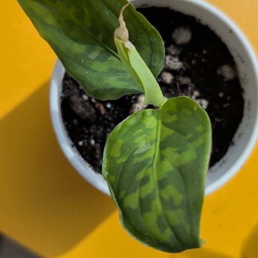 Photo of the plant species Aglaonema 'Pictum Tricolor' by @Gr34tVine named Pico on Greg, the plant care app