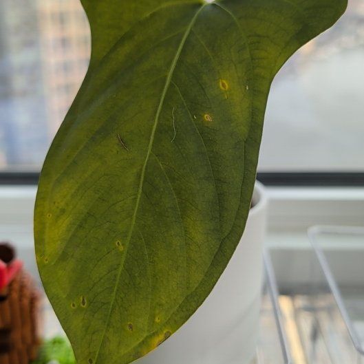 Photo of the plant species Anthurium Doriyaki by @Gr34tVine named Warner on Greg, the plant care app
