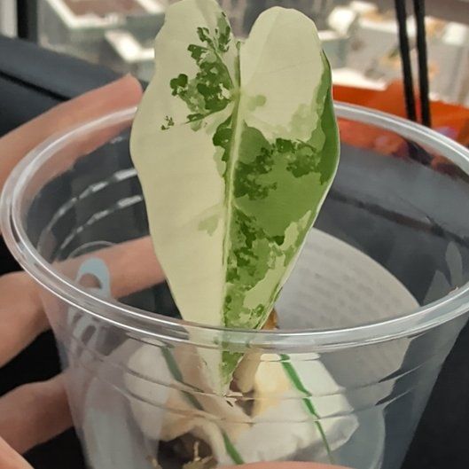 Photo of the plant species Frydek Albo by @Gr34tVine named --- on Greg, the plant care app