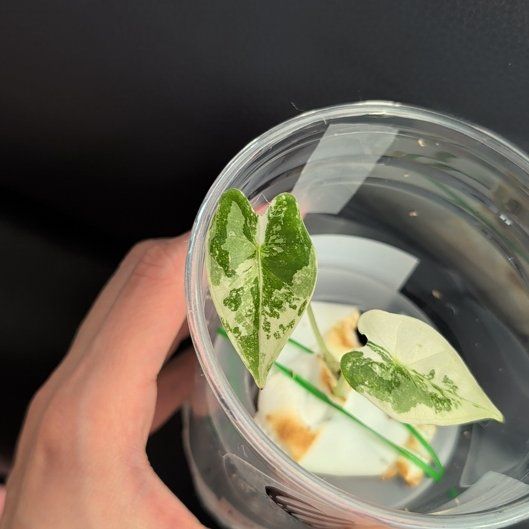 Photo of the plant species Frydek Albo by @Gr34tVine named --- on Greg, the plant care app