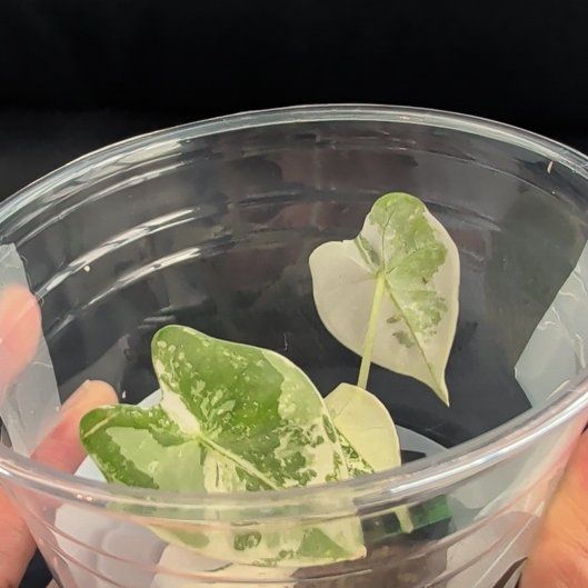 Photo of the plant species Frydek Albo by @Gr34tVine named +- on Greg, the plant care app