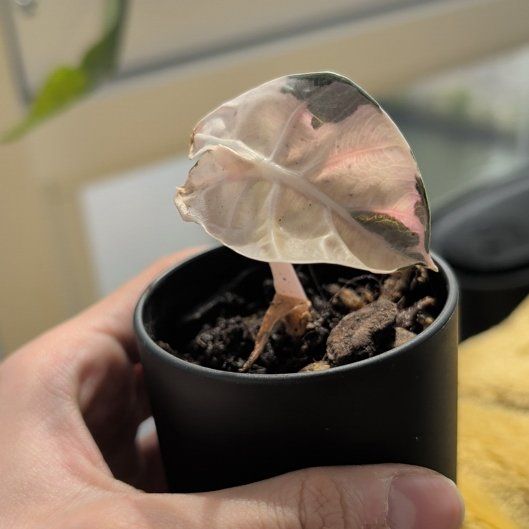 Photo of the plant species Alocasia 'Balloon Heart Pink' by @Gr34tVine named Capernica on Greg, the plant care app