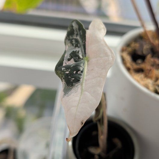 Photo of the plant species Alocasia Nobilis Pink by @Gr34tVine named Regina on Greg, the plant care app