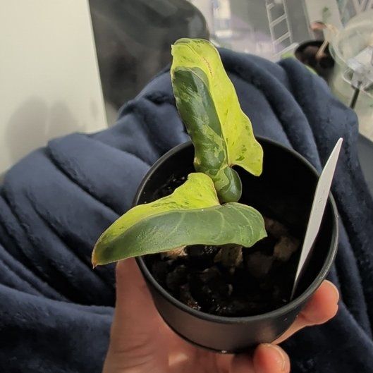 Photo of the plant species Alocasia Lauterbachiana Variegated by @Gr34tVine named -- on Greg, the plant care app