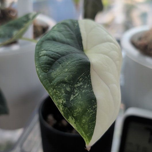 Photo of the plant species Alocasia Dragon Scale Albo by @Gr34tVine named Ella on Greg, the plant care app