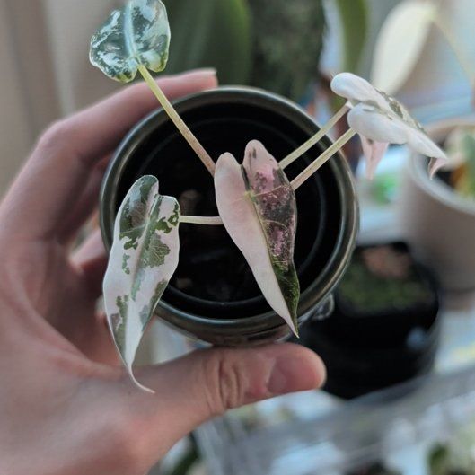 Photo of the plant species Alocasia Bambino Variegated Pink by @Gr34tVine named Jotaro on Greg, the plant care app