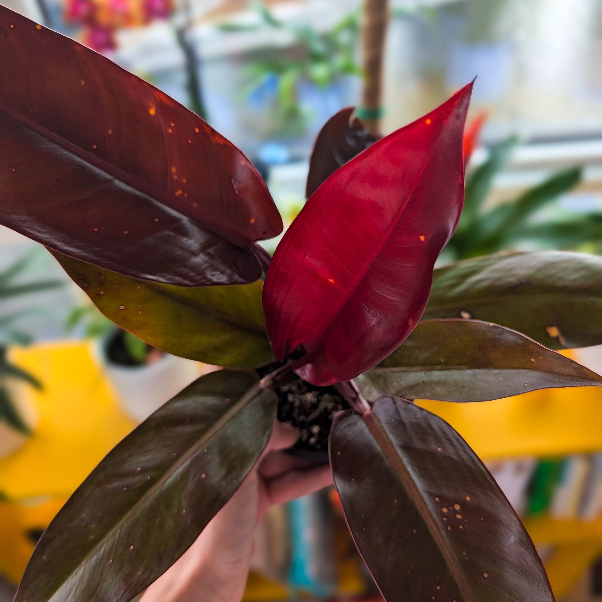 Photo of the plant species Sun Red by @Gr34tVine named Juvias on Greg, the plant care app