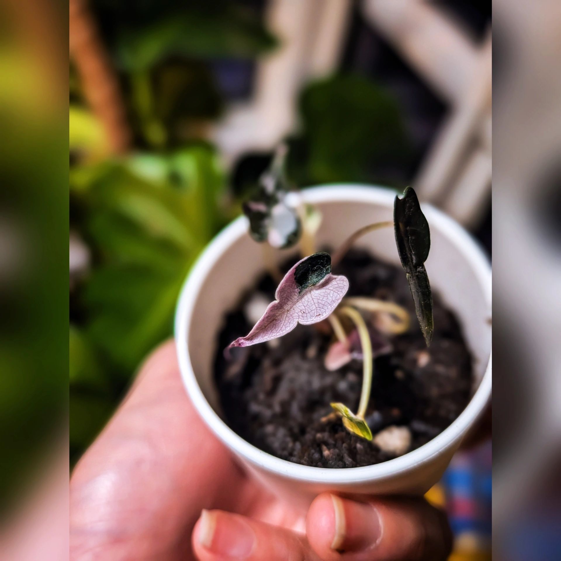 Photo of the plant species Alocasia Pink Bambino by @Gr34tVine named Dio on Greg, the plant care app