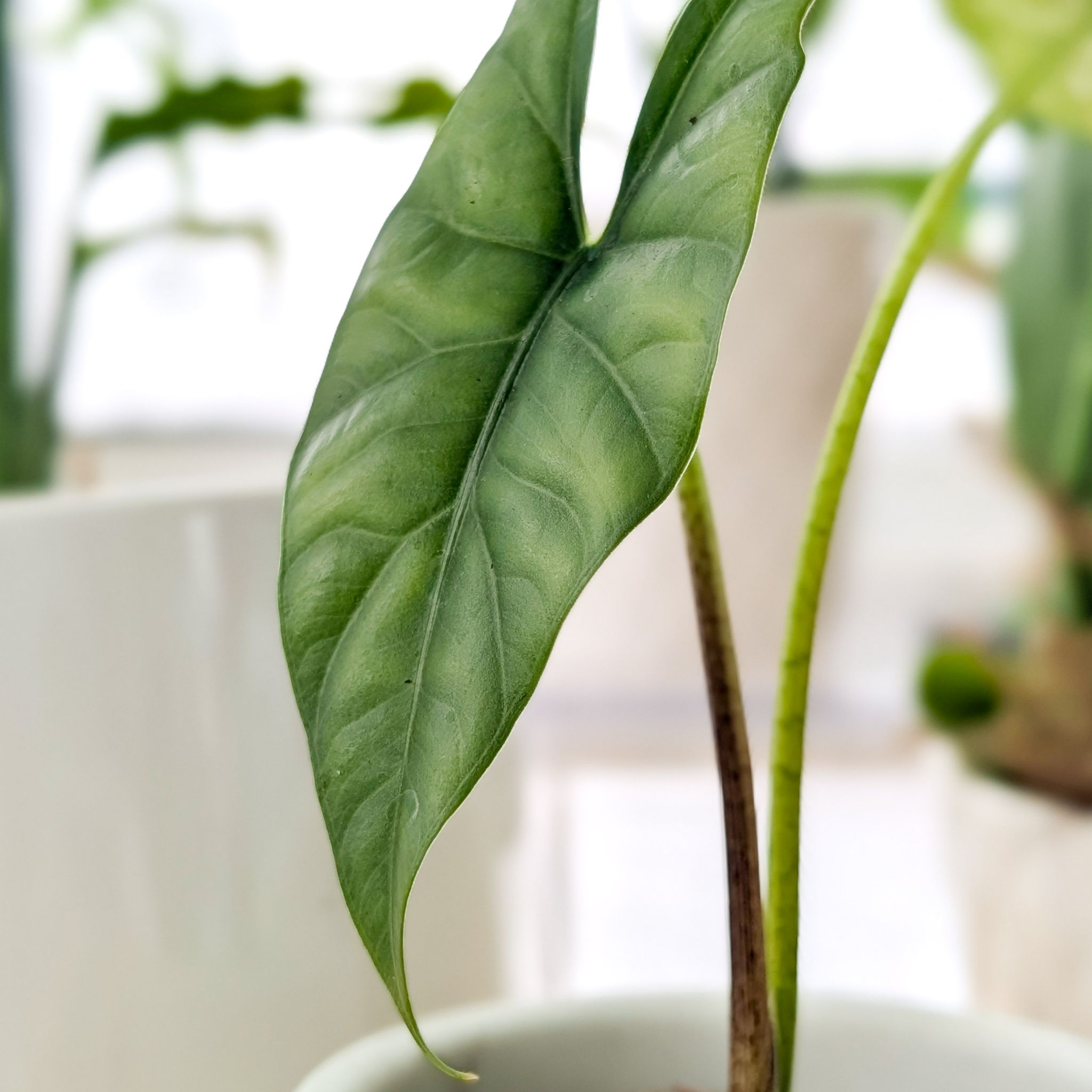 Photo of the plant species Alocasia Simpo Albo by @Gr34tVine named Malachai on Greg, the plant care app