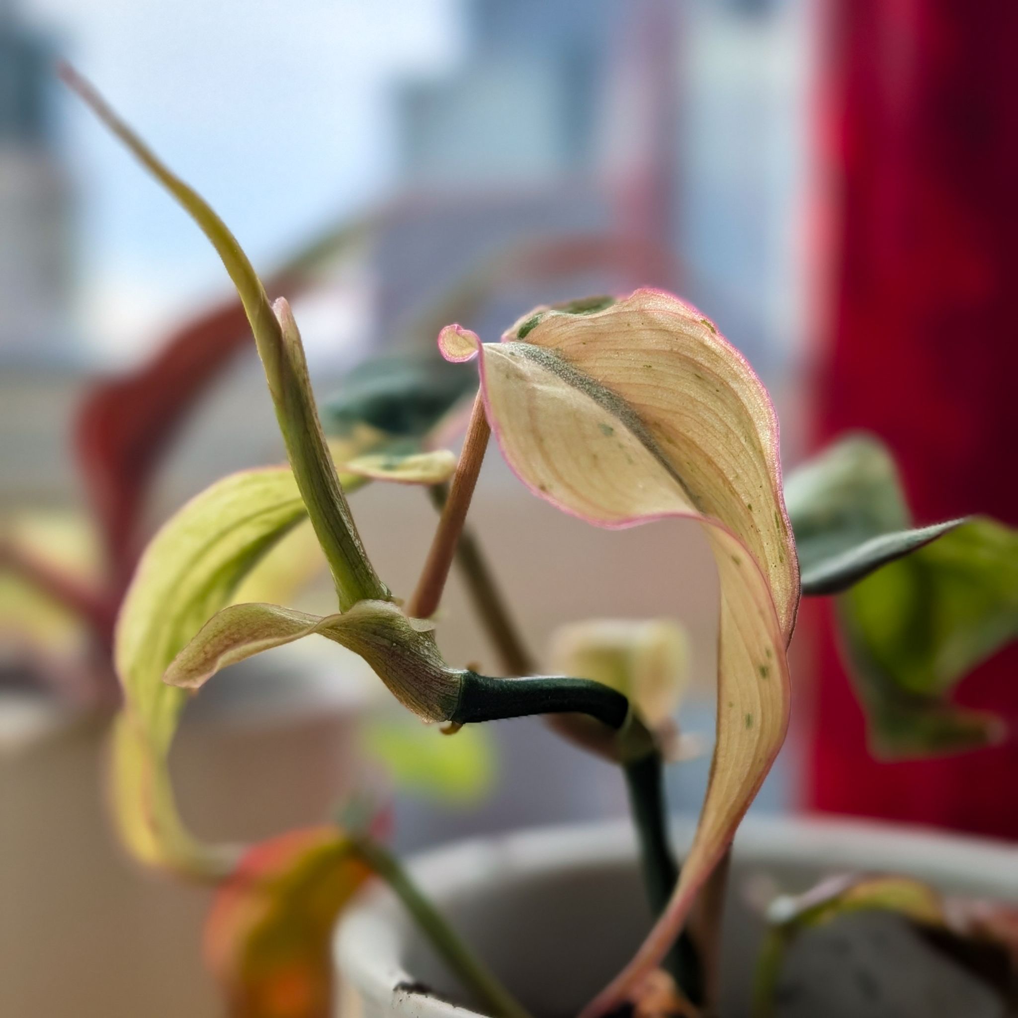 Photo of the plant species Variegated Philodendron Micans Aurea by @Gr34tVine named Xandu on Greg, the plant care app