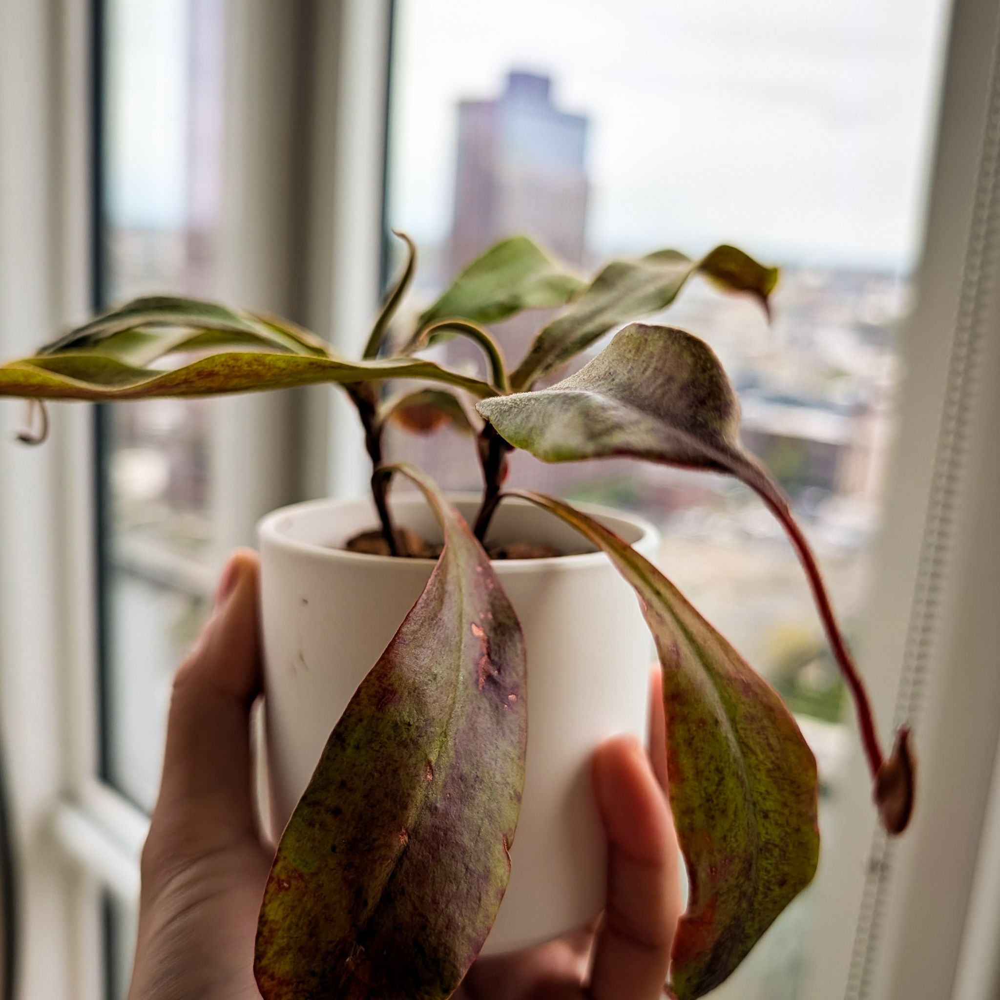 Photo of the plant species Nepenthes mirabilis 'Winged' x Nepenthes ampullaria 'Black Miracle' by @Gr34tVine named Aku on Greg, the plant care app