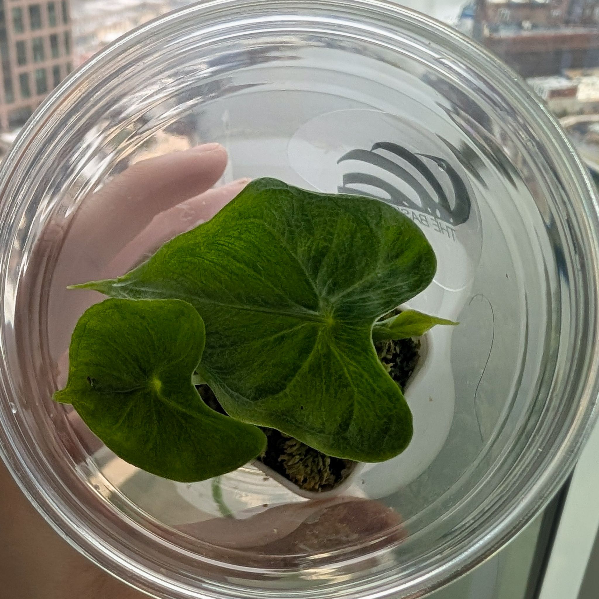Photo of the plant species Alocasia 'Low Rider' by @Gr34tVine named Lancelot on Greg, the plant care app