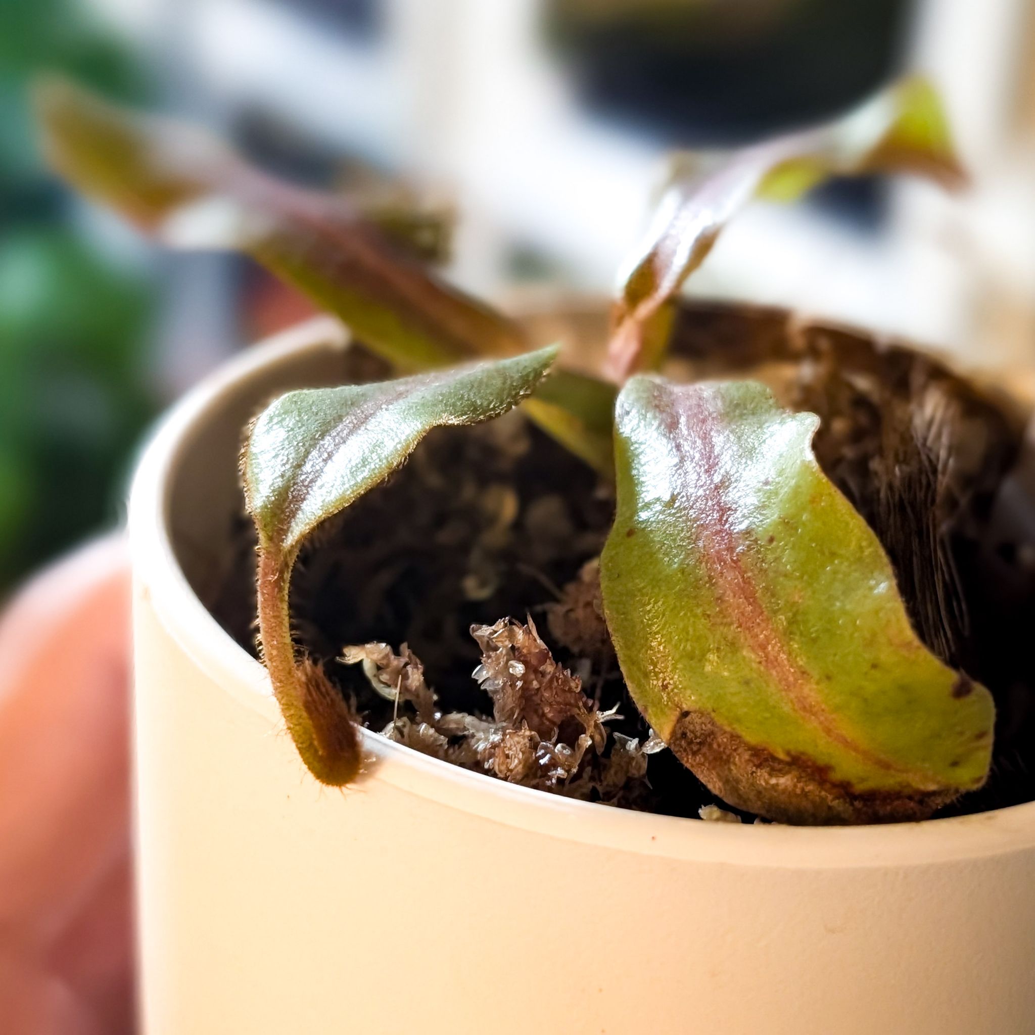 Photo of the plant species Pink Candy Cane Pitcher Plant by @Gr34tVine named Nefrite (SOM x V 'Cobra') on Greg, the plant care app