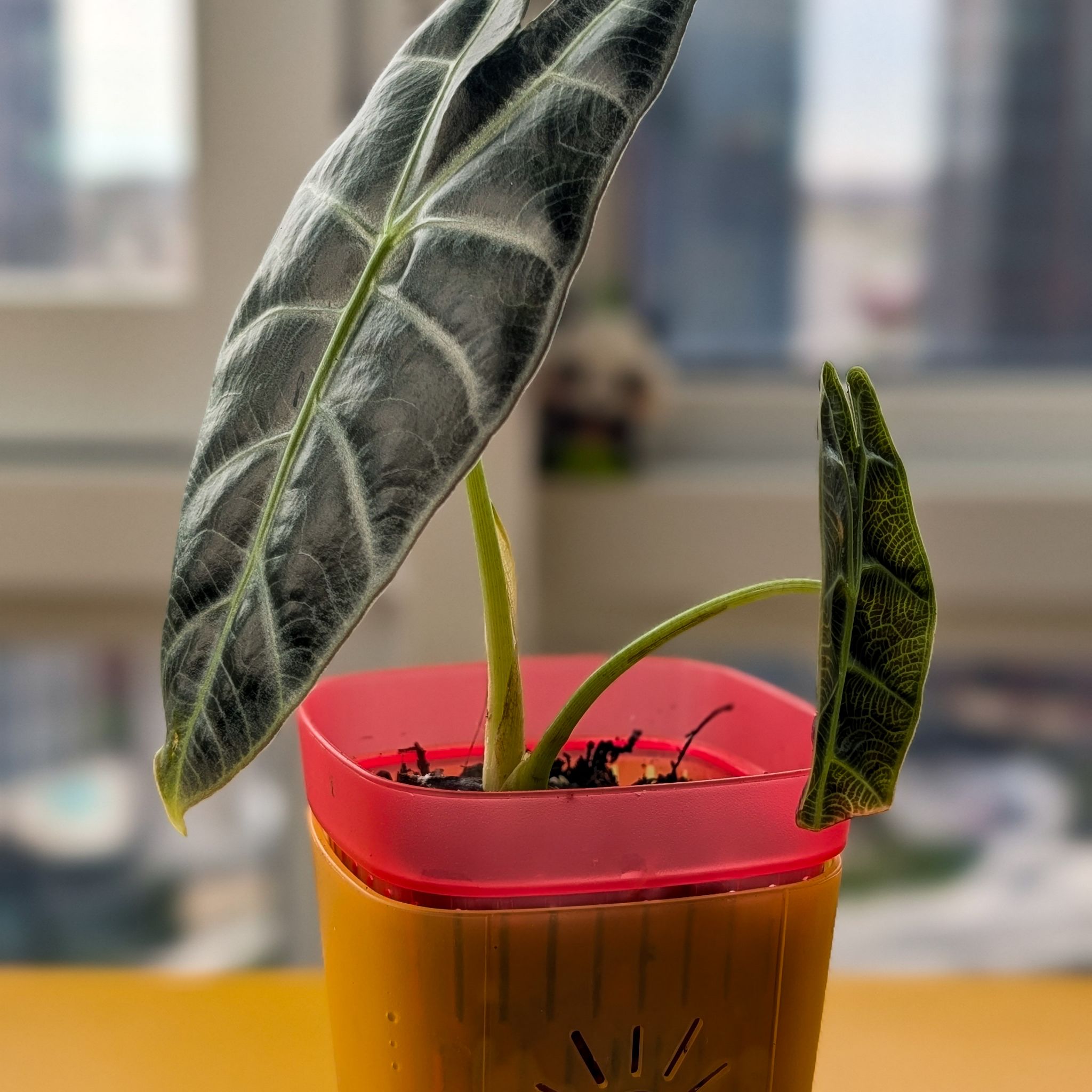 Photo of the plant species Alocasia Watsonia by @Gr34tVine named Zephyros on Greg, the plant care app