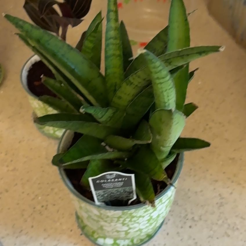Photo of the plant species Tough Lady by @YiftSalad53 named Cheri on Greg, the plant care app