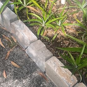 Photo of the plant species Screw Pine by @PrimoBonsaimint named Drake on Greg, the plant care app