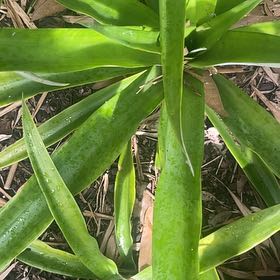 Photo of the plant species False Aloe by @PrimoBonsaimint named Doja Cat on Greg, the plant care app