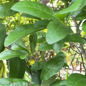 Photo of the plant species Sweet Arrowwood by @PrimoBonsaimint named Shakira on Greg, the plant care app