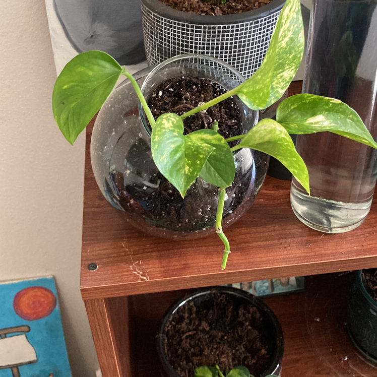 Jade Pothos plant photo by @Ros23 named The Silence on Greg, the plant care app.