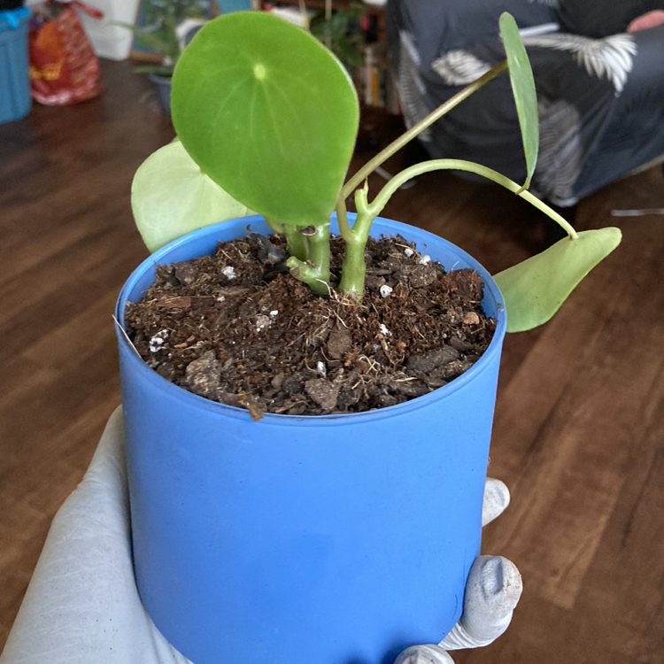 Raindrop Peperomia plant in a blue pot held by a gloved hand, with visible soil.