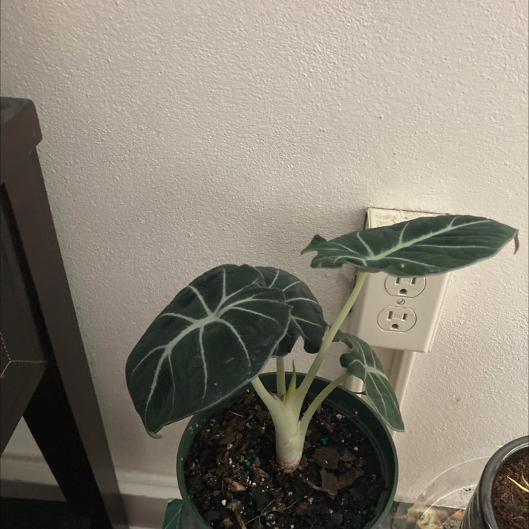 Black Velvet Alocasia plant in a pot with visible soil and healthy leaves.