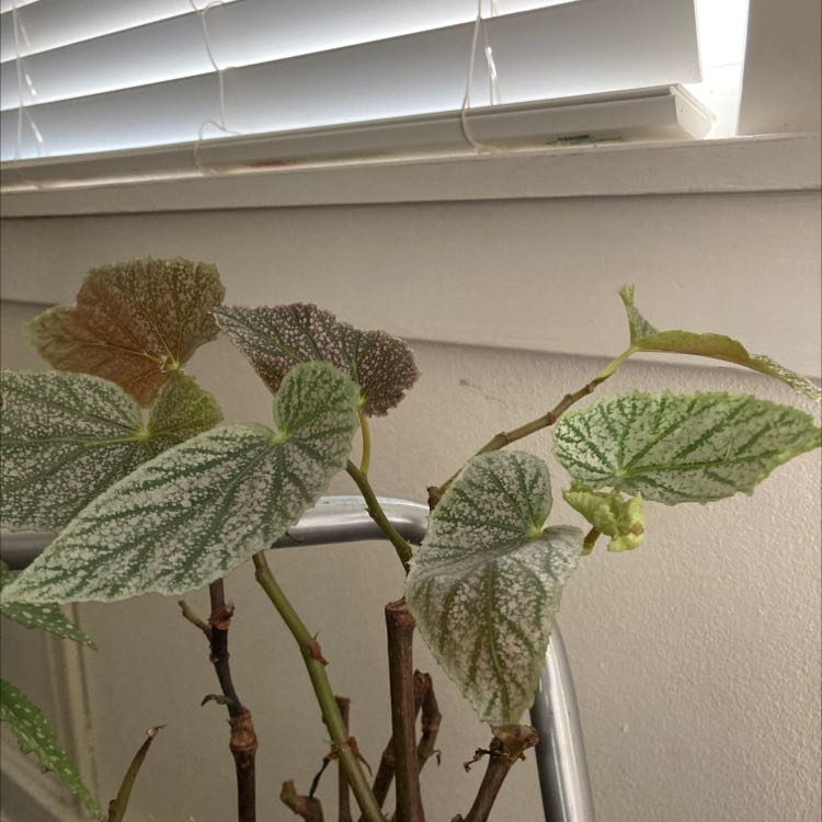 Painted-leaf Begonia with patterned leaves, some showing browning and yellowing, indoors near a window.