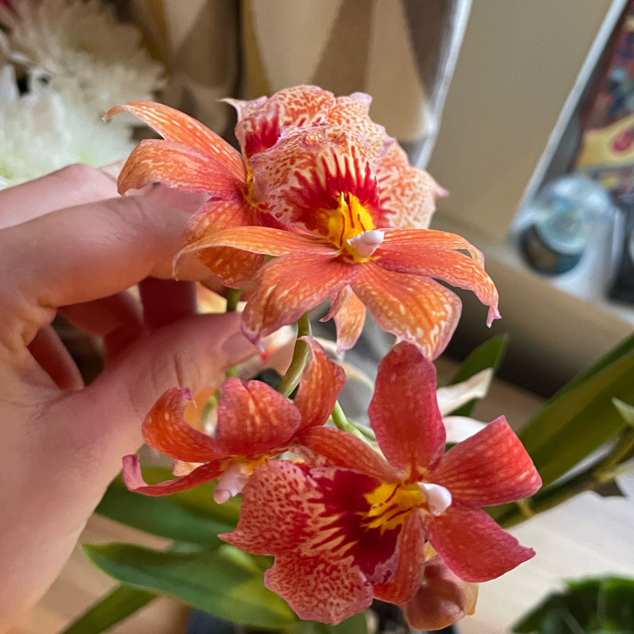 Photo of the plant species Burrageara 'Nelly Isler' by @LavishCapeivy70 named Sol on Greg, the plant care app