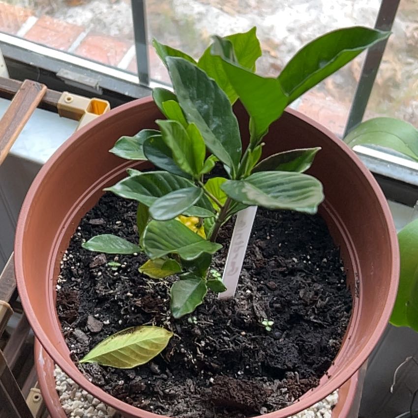 Photo of the plant species Common Gardenia by @SirBonsi78 named Homer on Greg, the plant care app