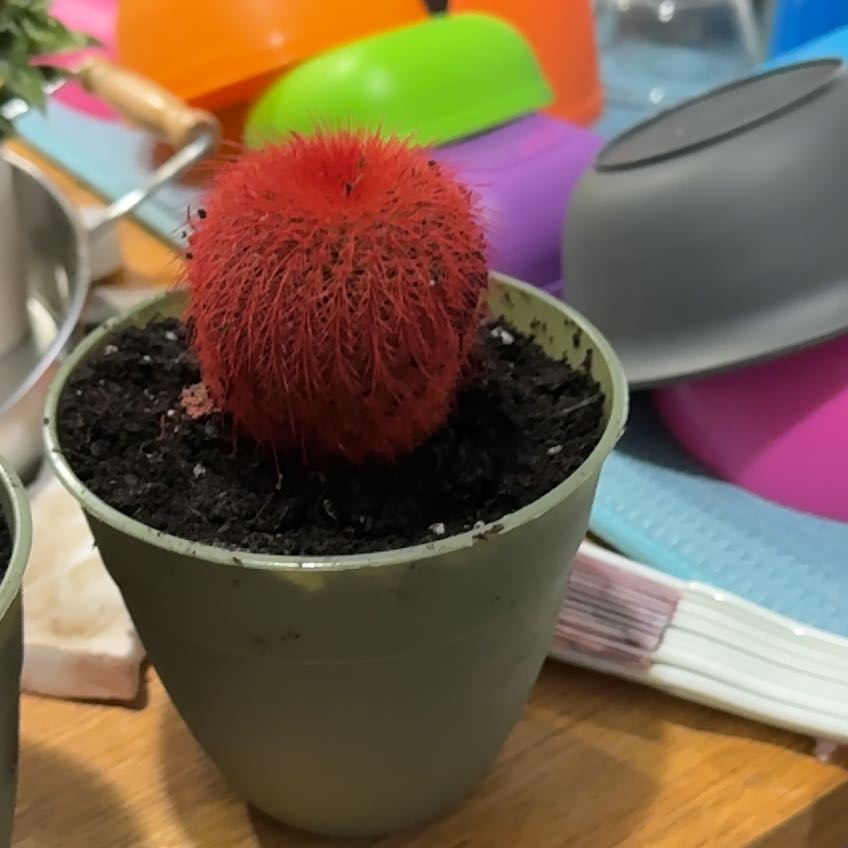Photo of the plant species Kosmic Cactus by @TopKanono21 named Old Man Consequence on Greg, the plant care app