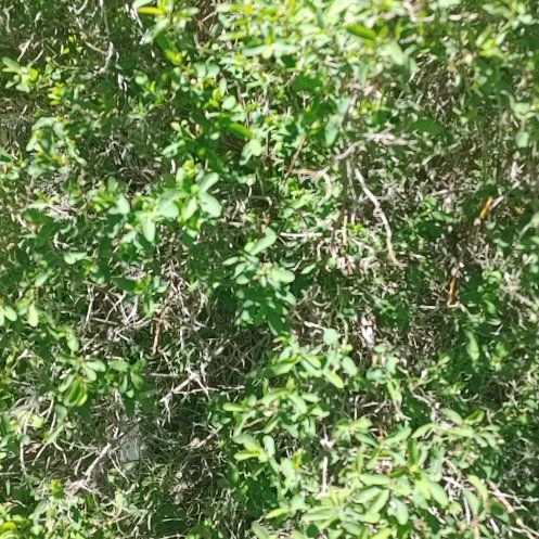 Photo of the plant species New Zealand Tea Tree by @HipPoisonivy55 named Homer on Greg, the plant care app