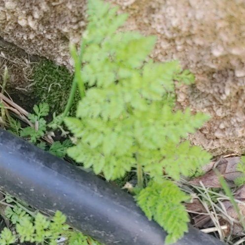 Photo of the plant species Brittle Bladder-Fern by @HipPoisonivy55 named Rihanna on Greg, the plant care app