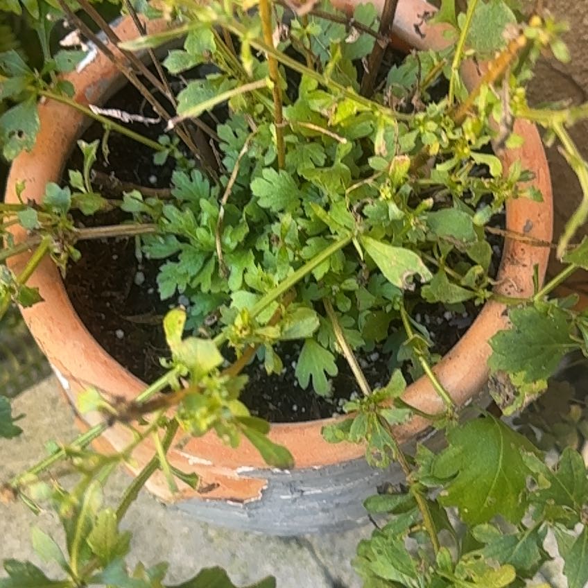 Photo of the plant species Wavy Bittercress by @JovialNoni53 named Clooney on Greg, the plant care app