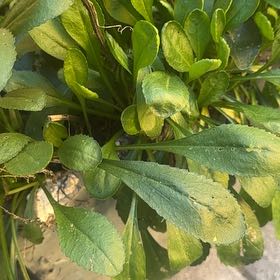 Photo of the plant species Max Chrysanthemum by @JovialNoni53 named Rosa on Greg, the plant care app