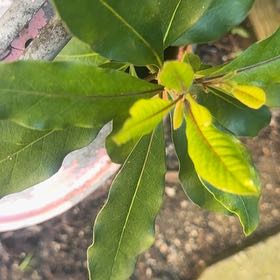 Photo of the plant species Florida Hopbush by @JovialNoni53 named Captain Plant-it on Greg, the plant care app