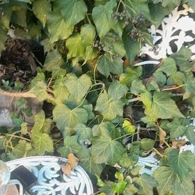 Photo of the plant species Canarian Ivy by @JovialNoni53 named Mollie on Greg, the plant care app